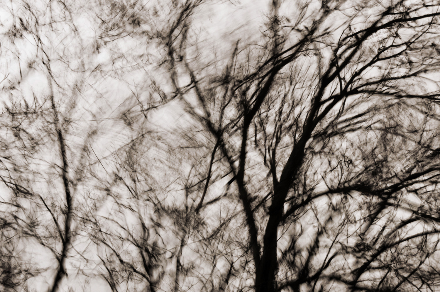 Windbaum